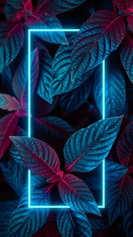 ios-plant-light-flower-leaf-3260x5796.jpg