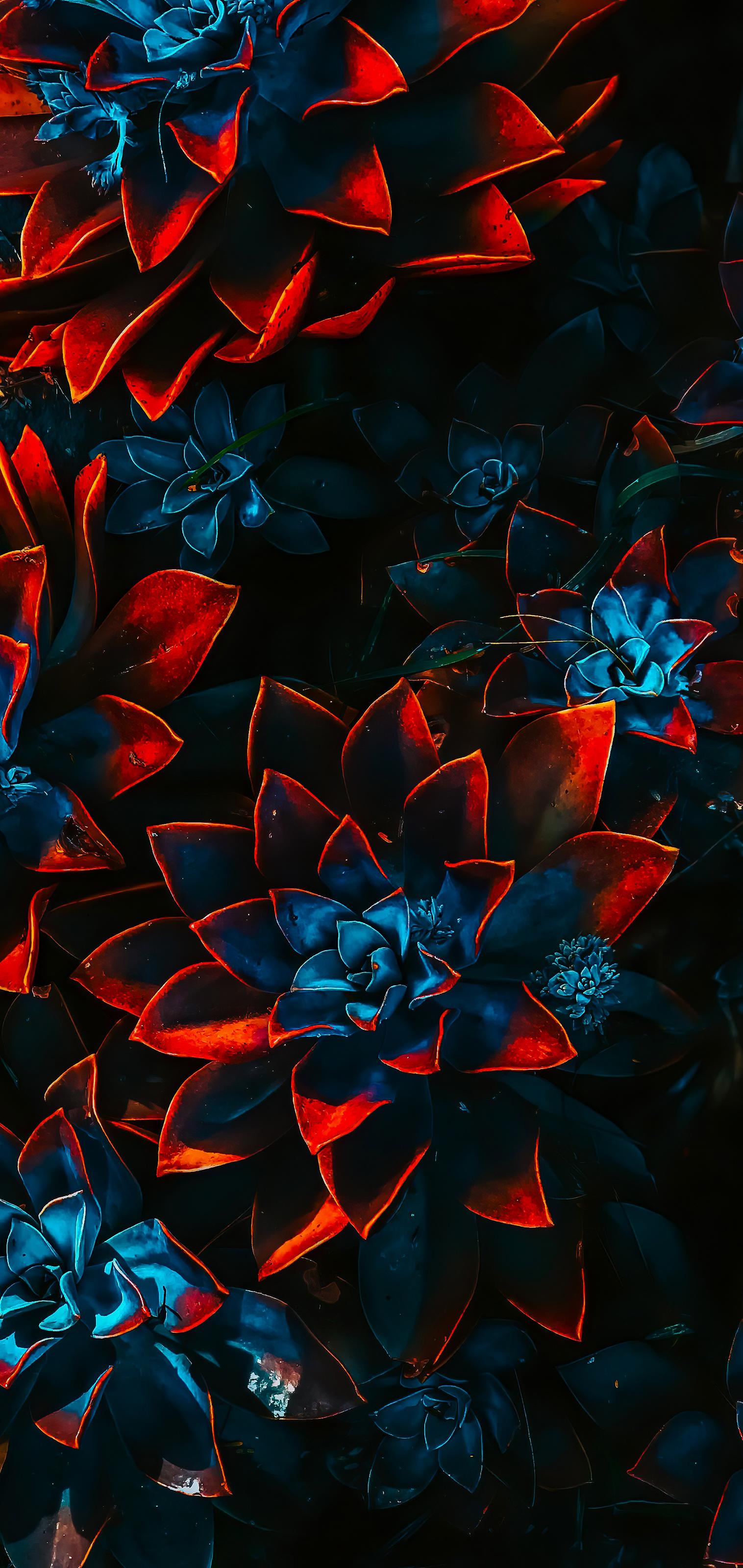 img3.wallspic.com-color_scheme-flower-plant-petal-art-1516x3200.jpg